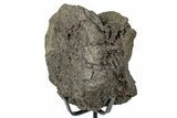 Fossil Hadrosaur Caudal Vertebra w/ Metal Stand - Texas #250280-2